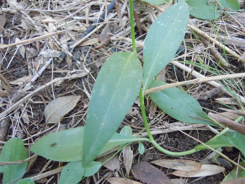 Asteracea da determinare